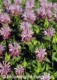 Monarda didyma 'Cobham Beauty'